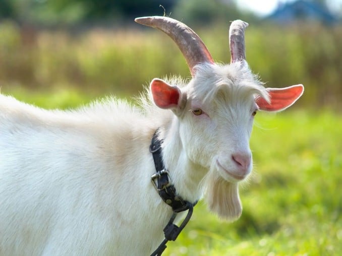 Heifer International Heifer International