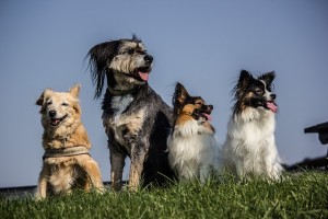 5 Dog Breeds Perfect for a Busy Lifestyle