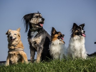 5 Dog Breeds Perfect for a Busy Lifestyle