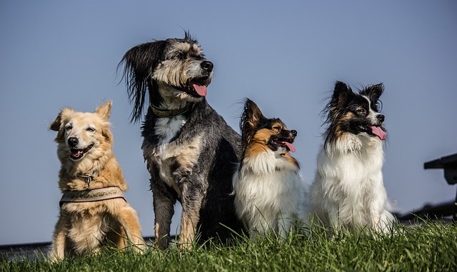 5 Dog Breeds Perfect for a Busy Lifestyle