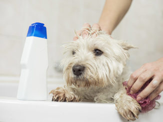 5 Reasons Why You Should Never Use Human Shampoo On Your Dog