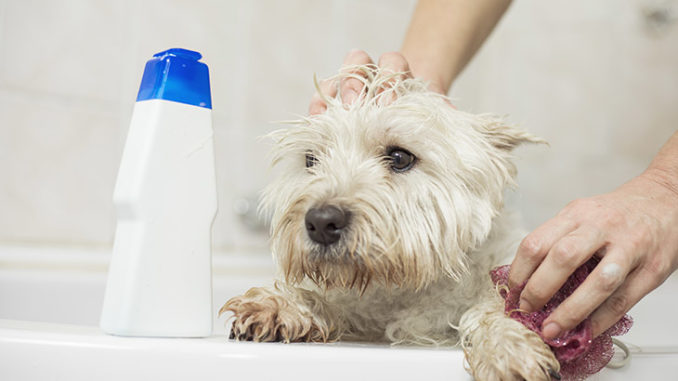 5 Reasons Why You Should Never Use Human Shampoo On Your Dog