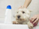 5 Reasons Why You Should Never Use Human Shampoo On Your Dog