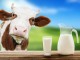 5 Reasons to Avoid Dairy