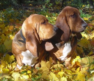 Basset Hound