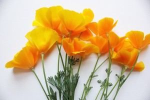 California Poppy