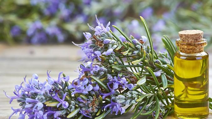 Can Rosemary Oil Speed Up Hair Growth?