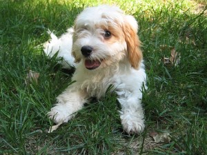 Cavoodle