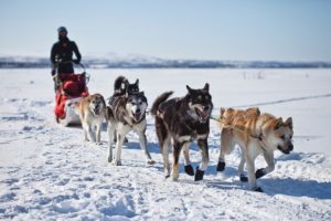 Getting to Know Your Husky