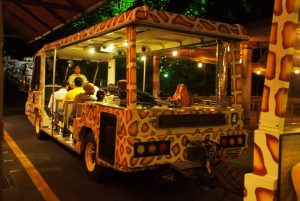 Go For A Memorable Night Safari