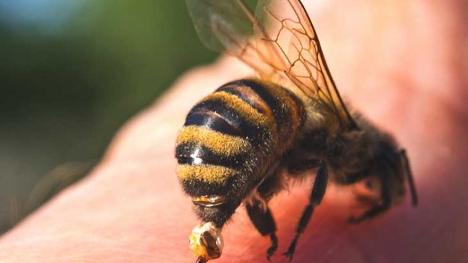 How To Protect Against The Summer Stings How To Protect Against The Summer Stings