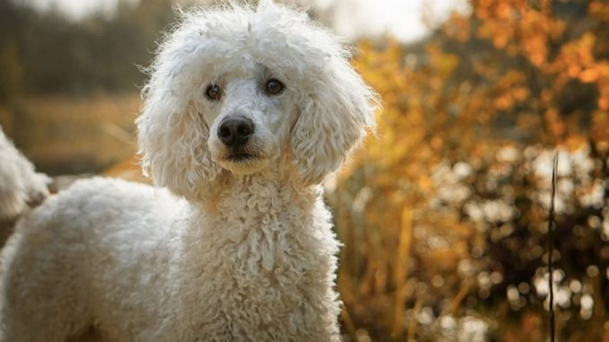 How to Clean Poodle Ears – Important Information for Poodle Owners