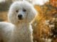 How to Clean Poodle Ears – Important Information for Poodle Owners