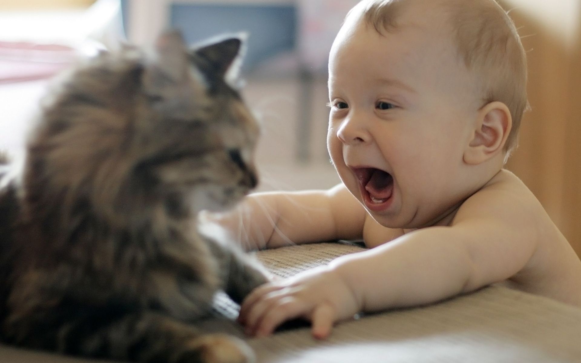 Is It Safe To Have A Cat Around My Baby?