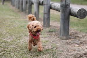 Minature Poodle