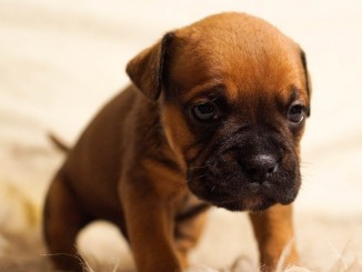 Taking Care Of Your New Puppy The How To Guide