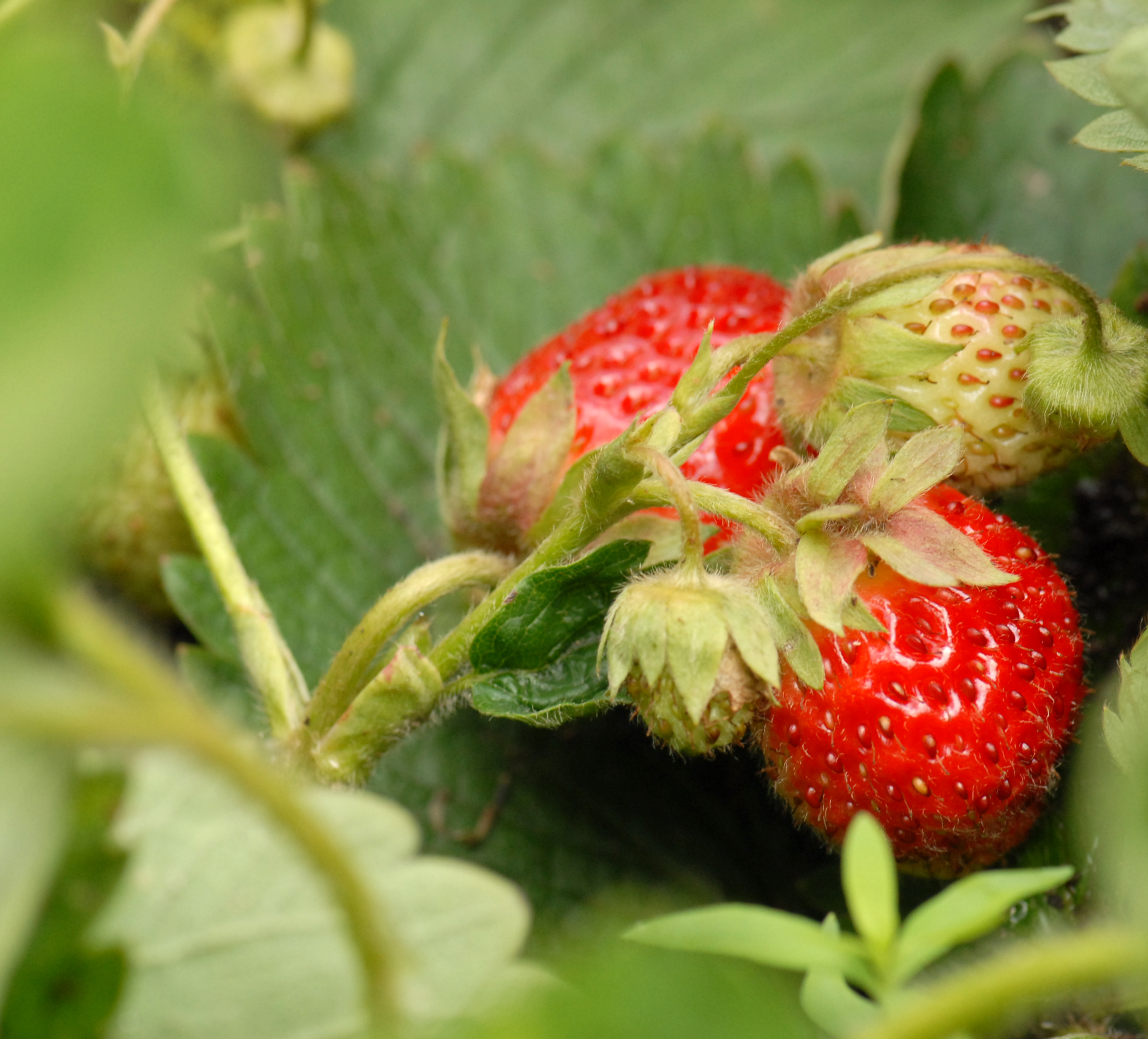 The No-Nonsense Guide to Growing Fruit and Vegetables