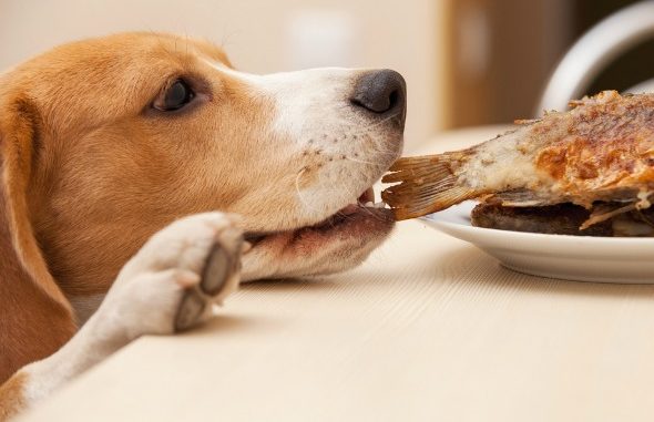 The ULTIMATE GUIDE to 69 Human Foods for Dogs