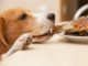 The ULTIMATE GUIDE to 69 Human Foods for Dogs