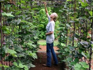 These 5 Easy to Grow Vegetables Make Gardening Simple