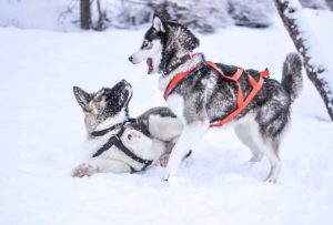 Why Use a Dog Harness