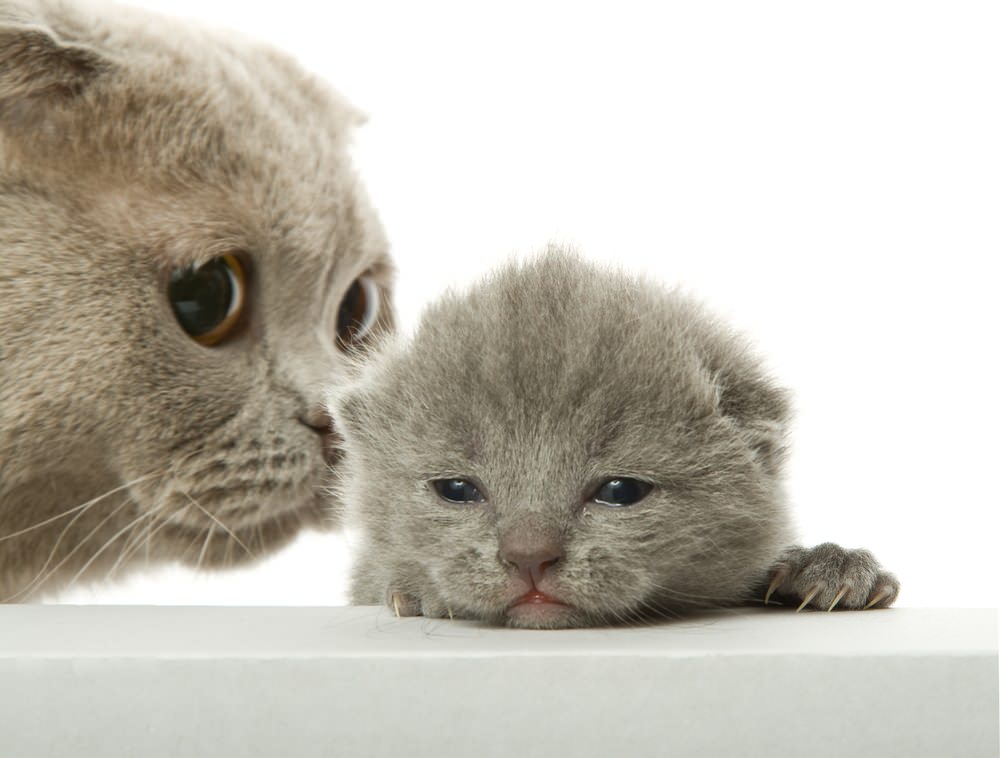 mother cat with kitten