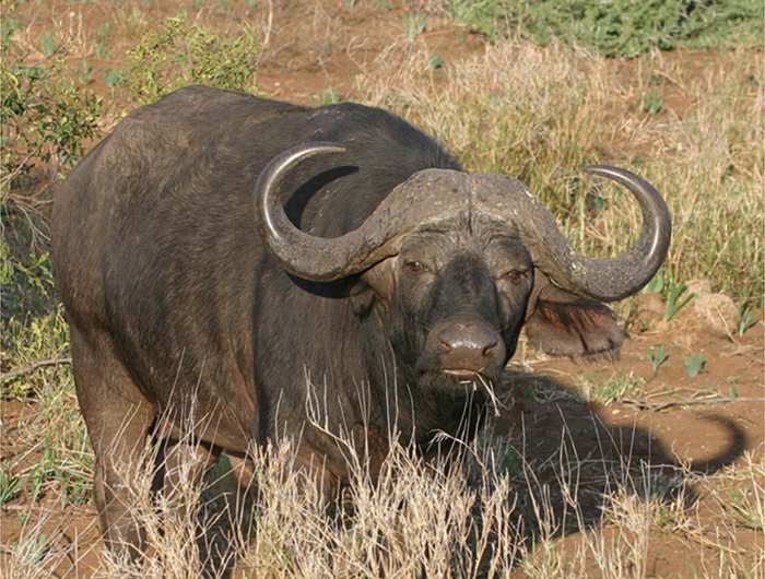 water buffalo